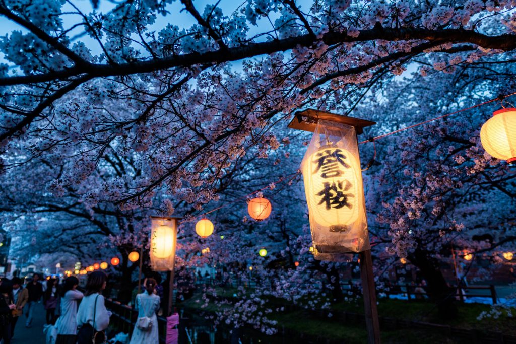 What is Hanami? The Significance of Sakura in Japanese Tradition