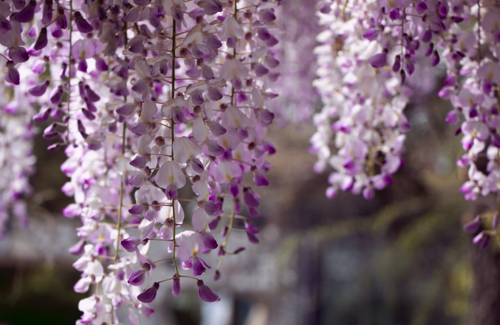 Purple wisteria