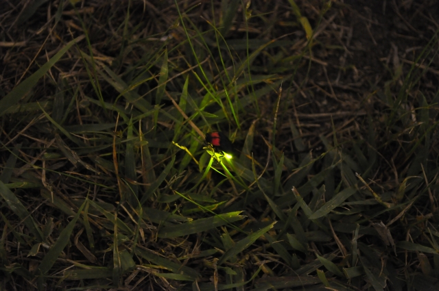 Japanese firefly glowing in the grass