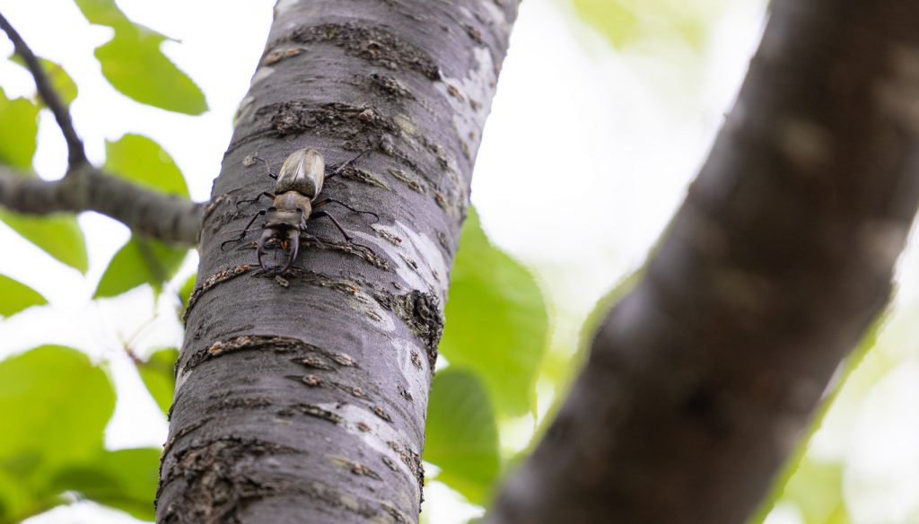 A Miyama stag beetle on a tree