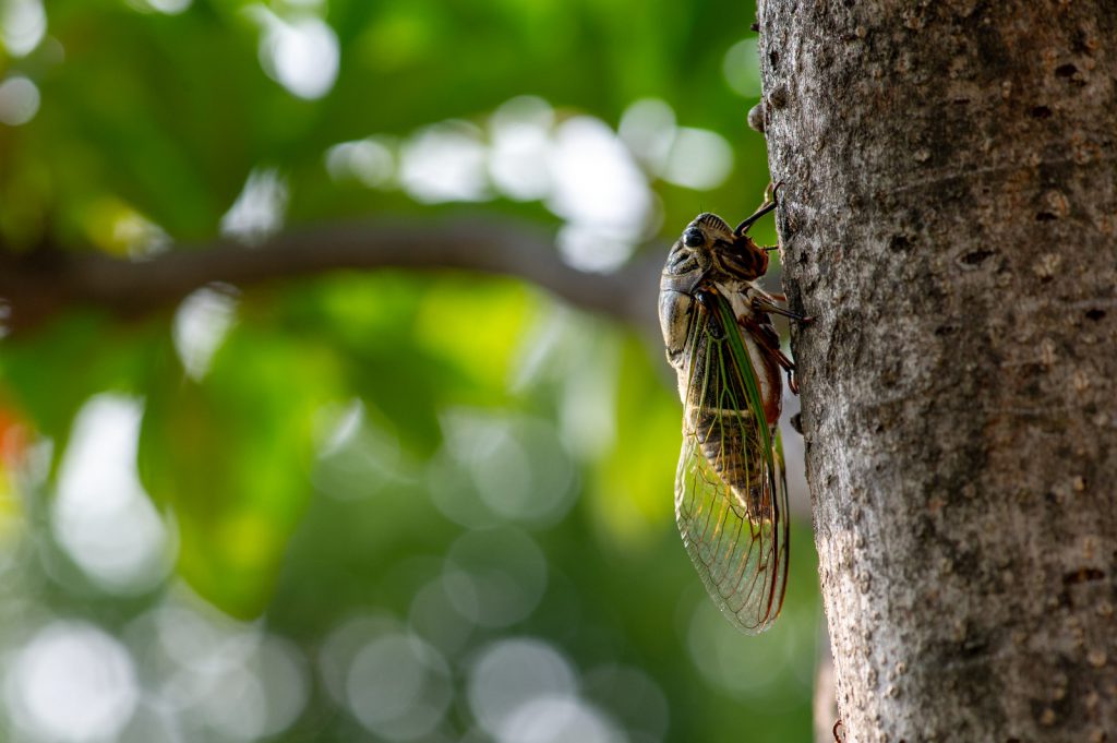 Japanese cicada on a tree