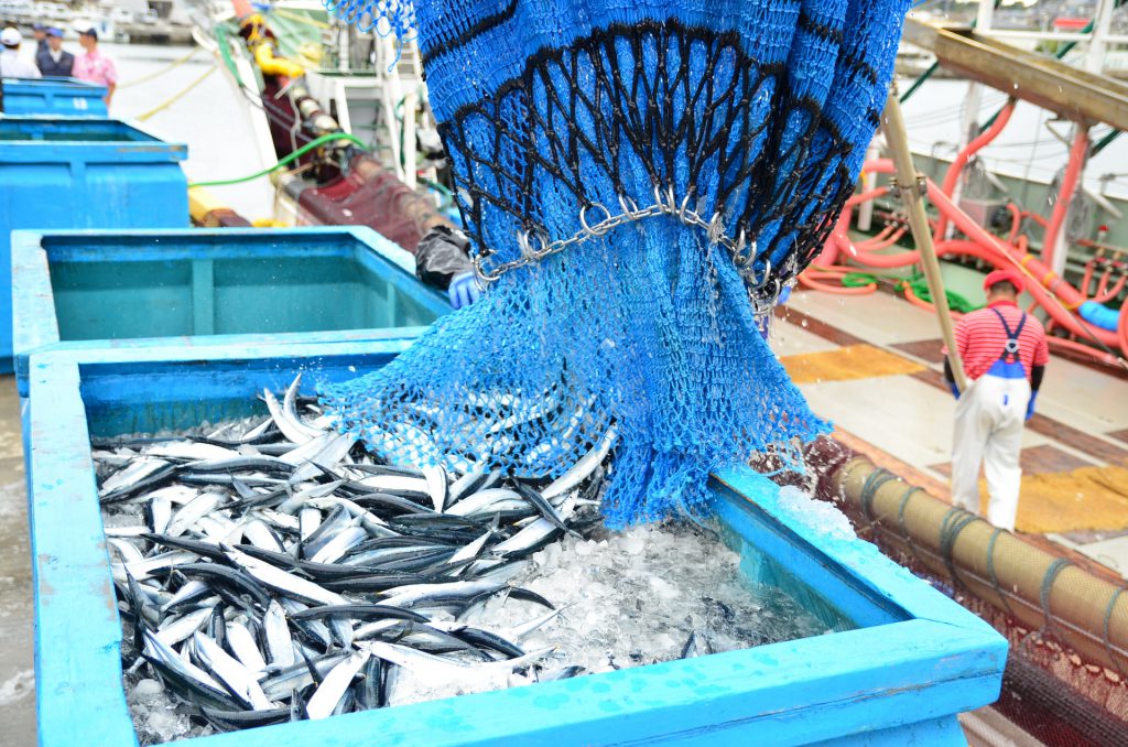 Lots of fish being discharged on a boat