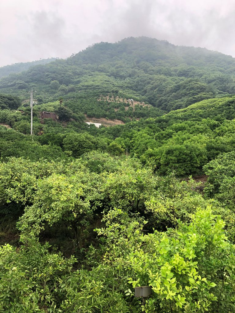 Lots of trees and greenery, a mountain in the fog