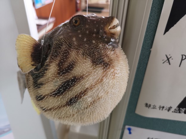 fugu preparation