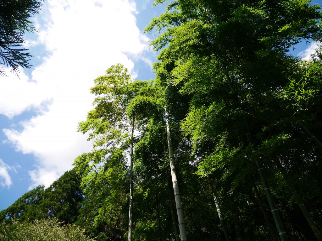 Bamboo treetops and a blue sky