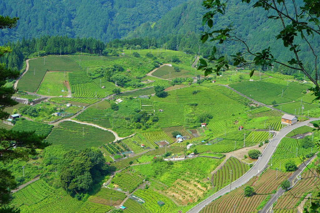 Hills with green tea fields