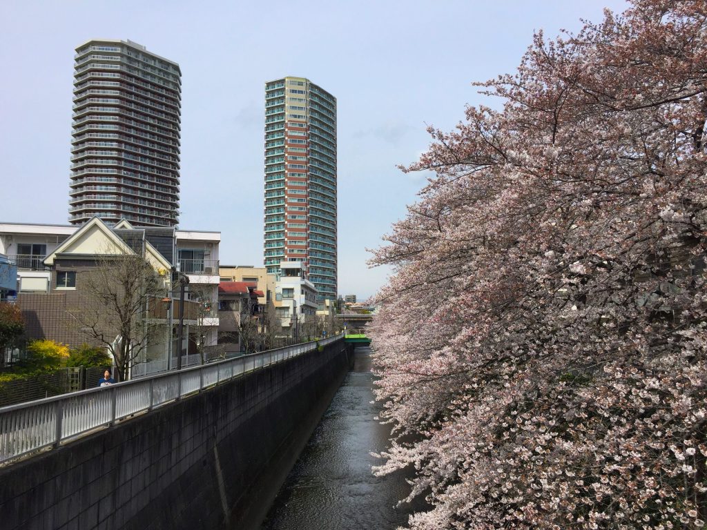 A view of Tokyo: apartment buildings, a river and cherry blossoms