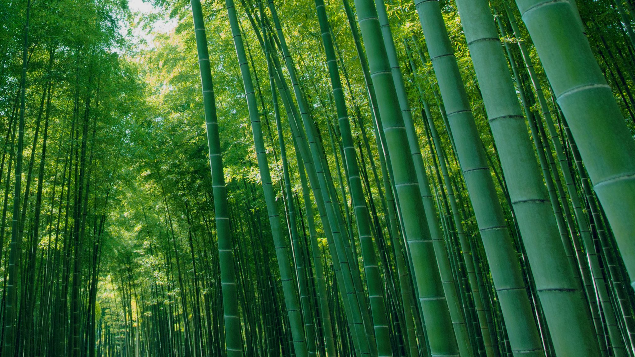 Бамбуковый лес Сангако