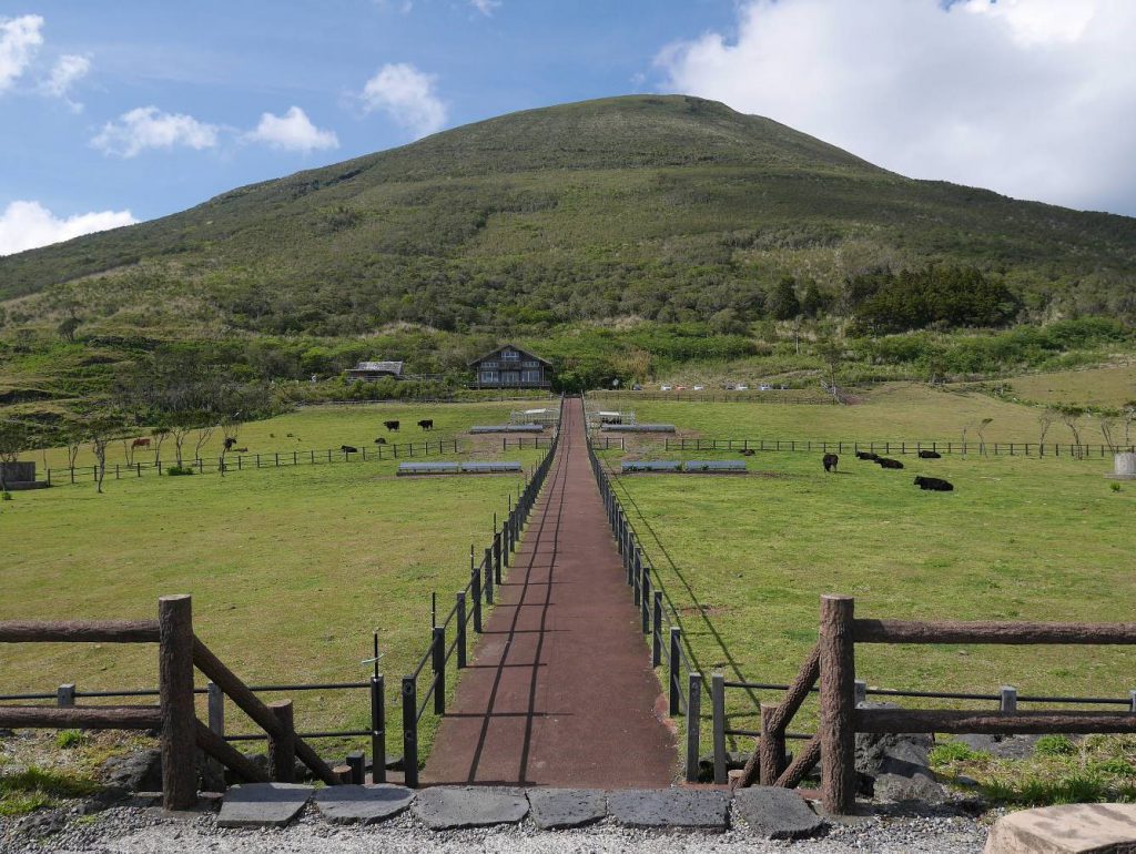 A nice path in between green fields in which cows are eating and resting