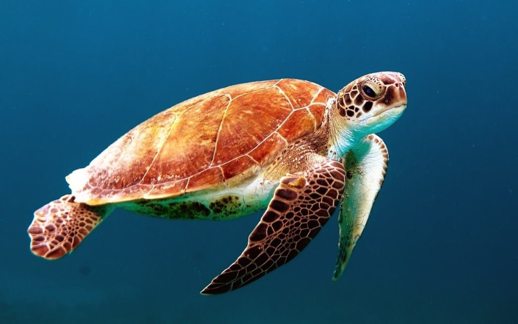 A turtle is swimming in the sea