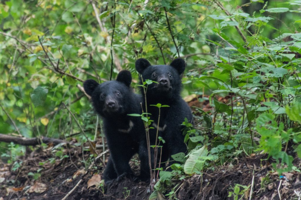 Two shy baby black bears.