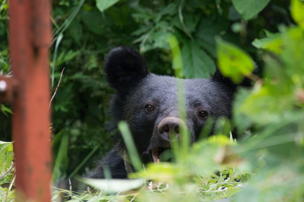 Sleepy black bear hiding behind green leaves.