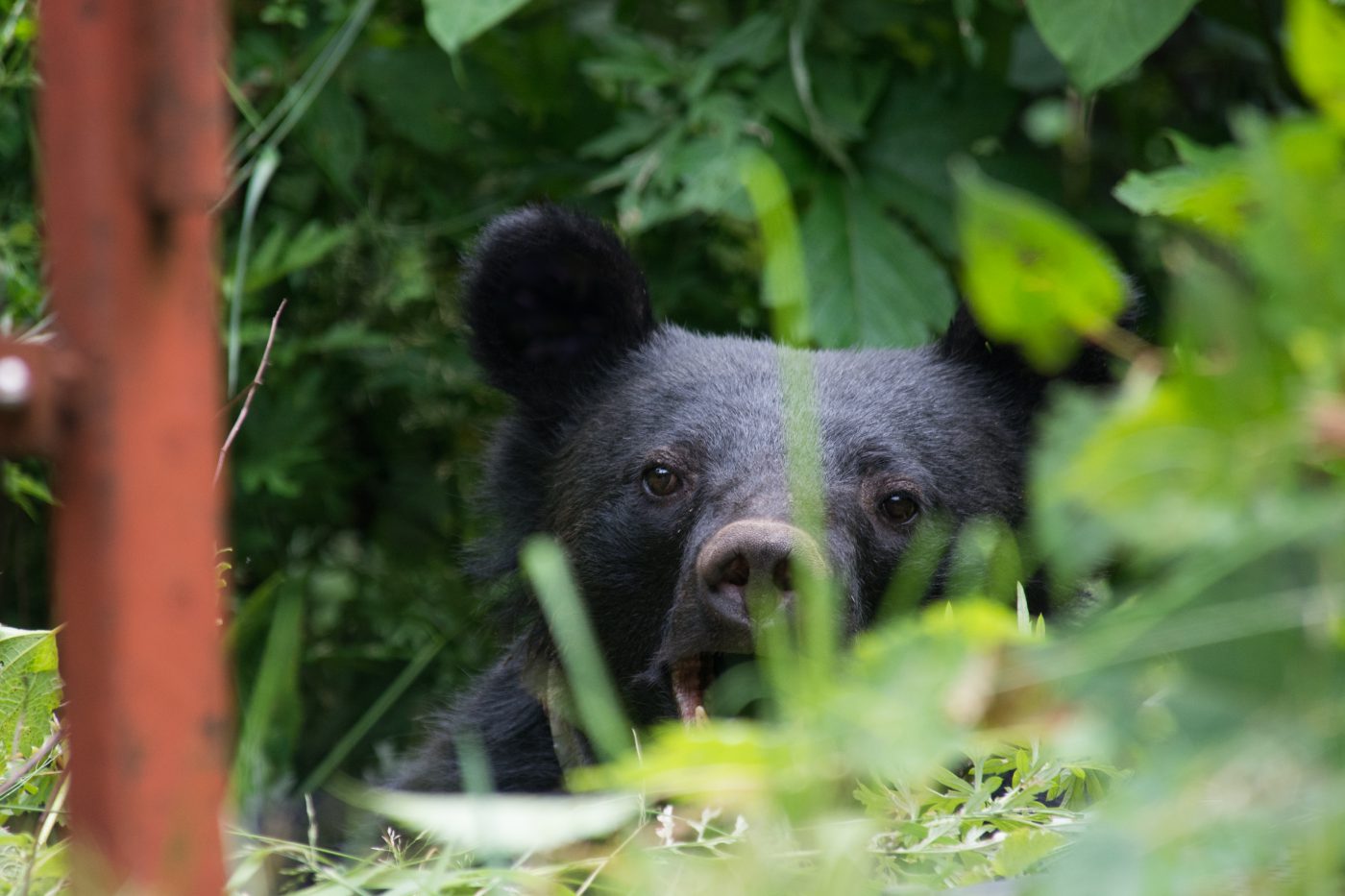 Bear japanese. Медведи.