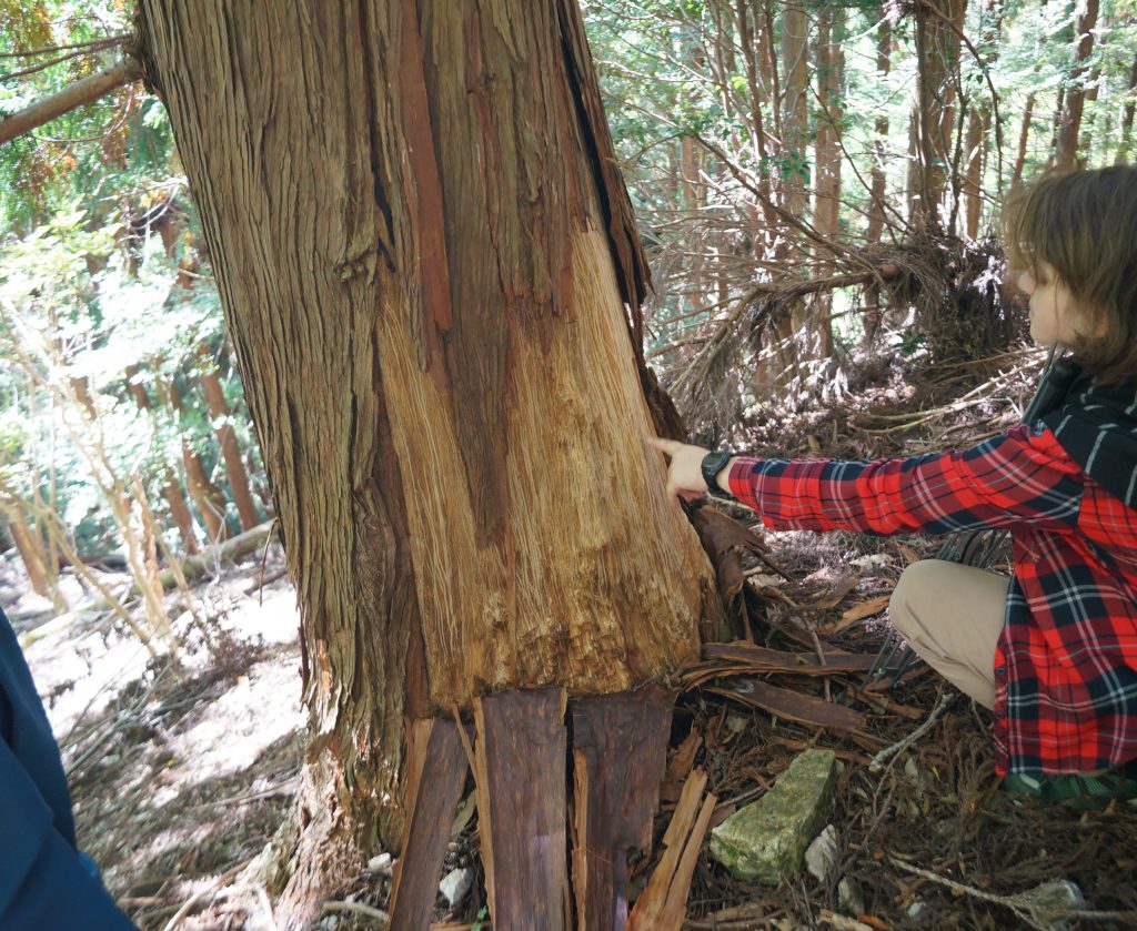 People inspecting the bottom of a scratched cedar tree.