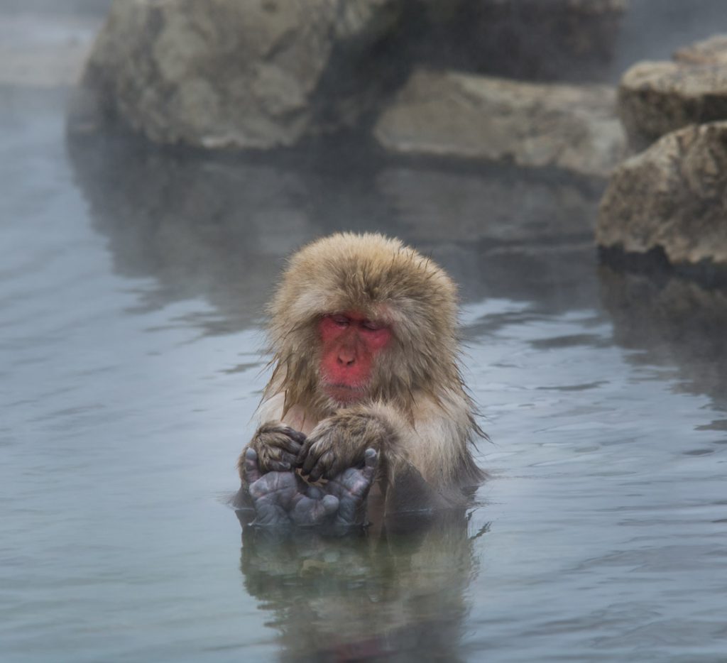 A snow monkey relaxing in a natural hot spring.