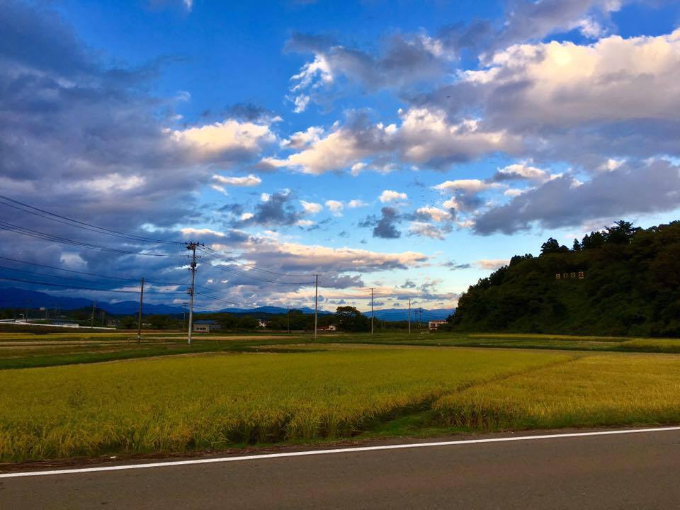 Some rice fields under a beautiful cloudy blue sky