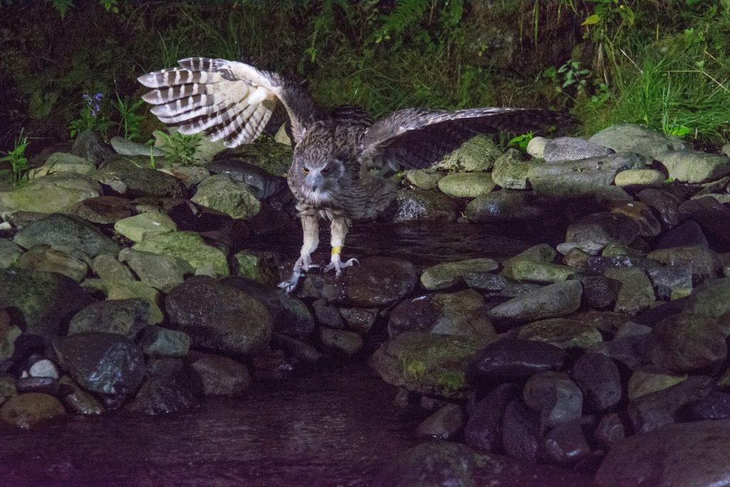 An owl about to land