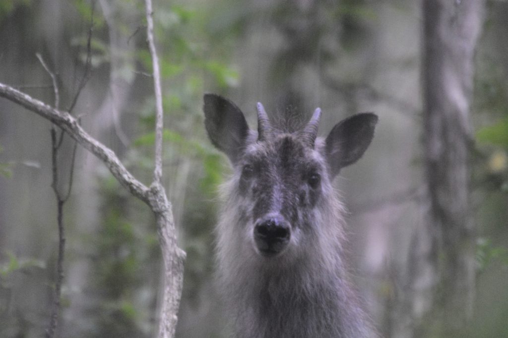 A serow