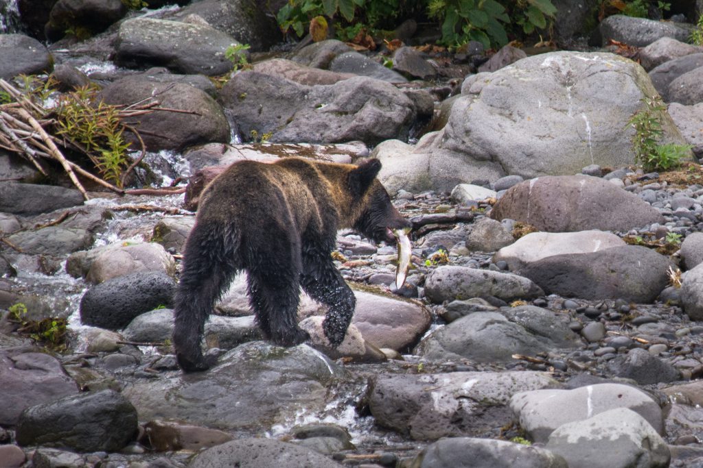 A brown bear holding a salmon in its mouth.