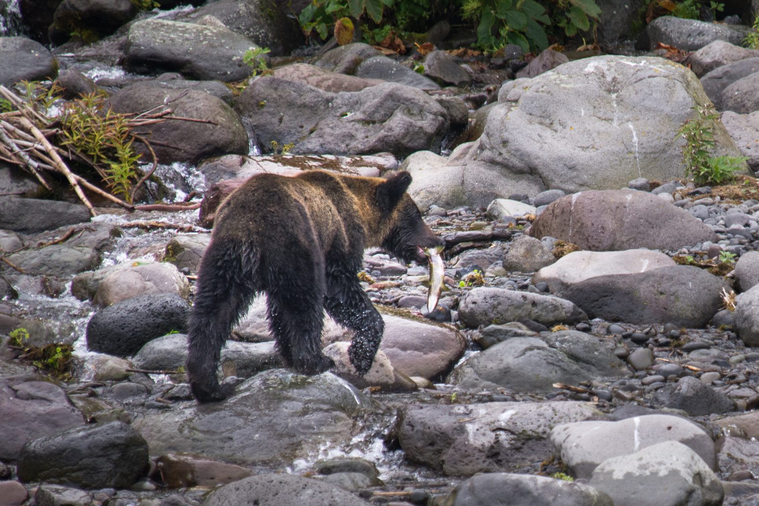 Why We Should Protect Japanese Bears and Their Home - Kokoro Media