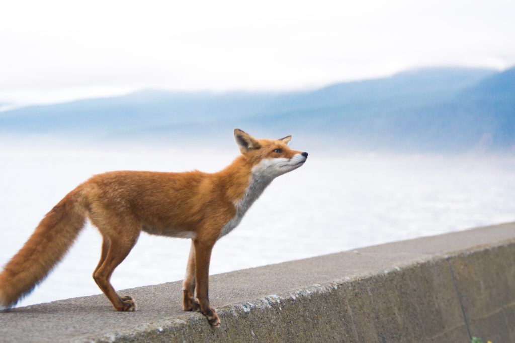A fox on a wall