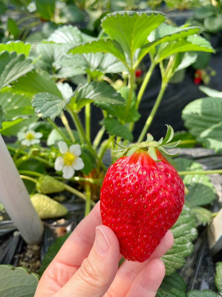 A hand holding a big bright red strawberry