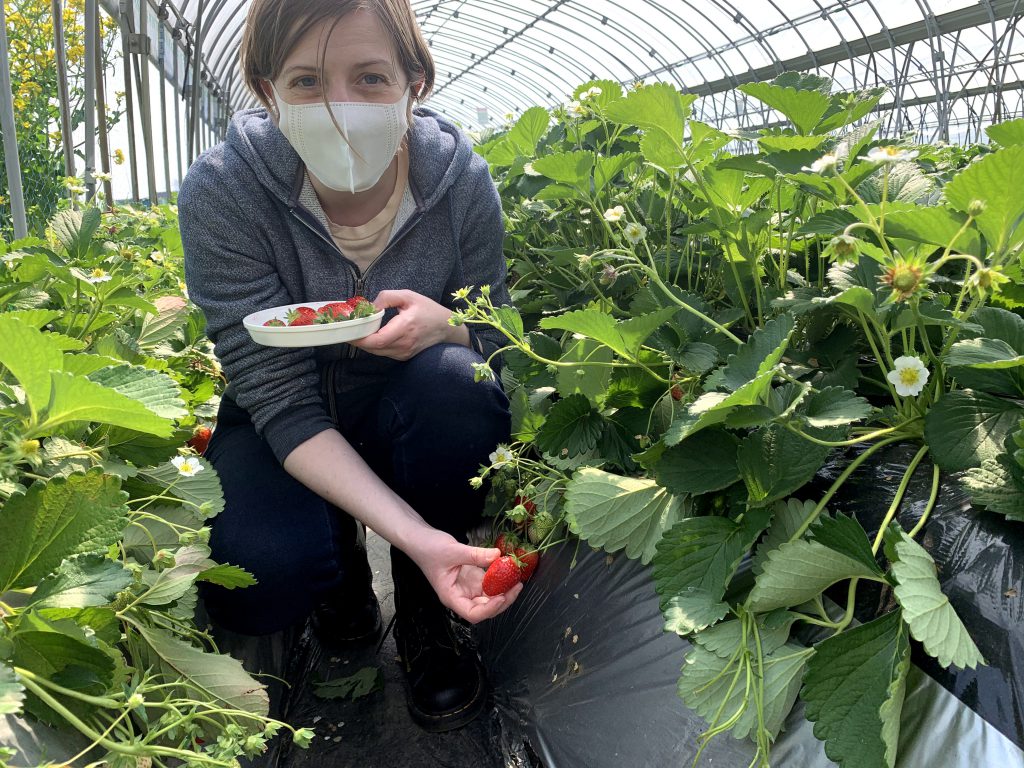 The author picking strawberries in the greenhouse