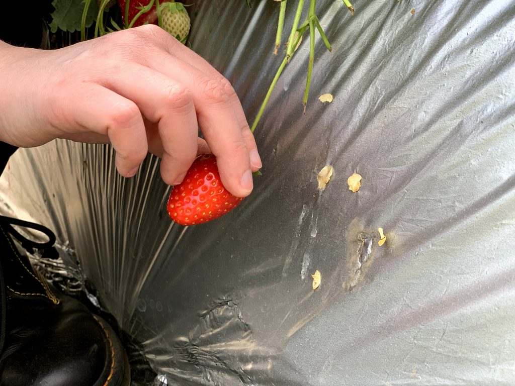 A hand about to pick a strawberry