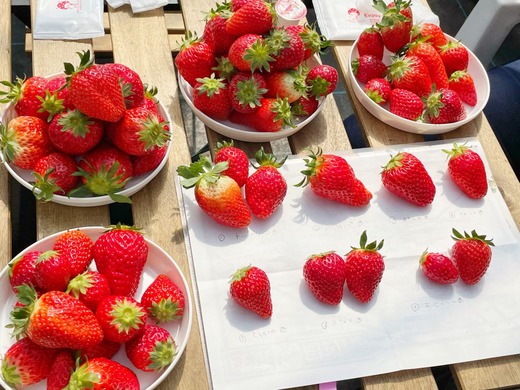Four plates are full with strawberries. On a sheet of paper, different sorts of strawberries are aligned.