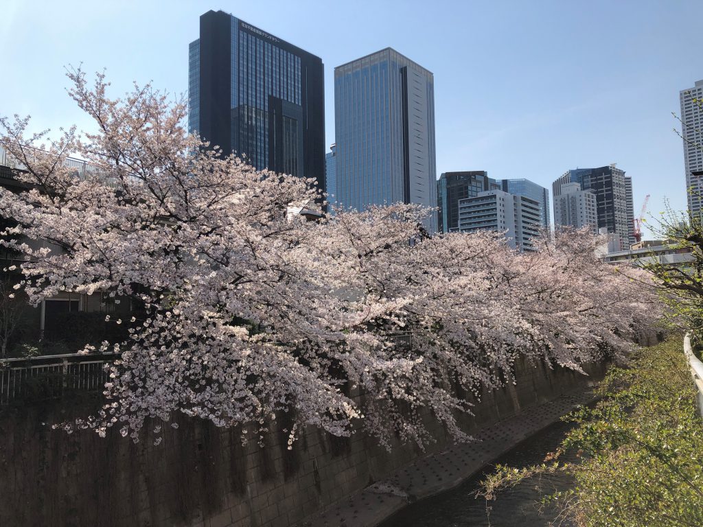 Picture of a river with fully bloomed cherry blossoms