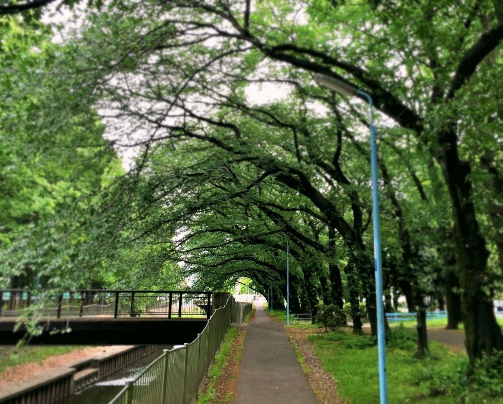 A small alley in a park