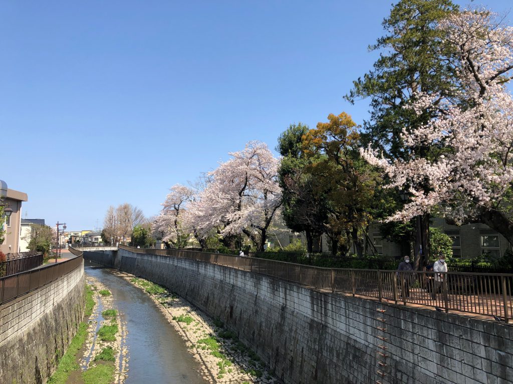 Some cherry blossom trees along the river.