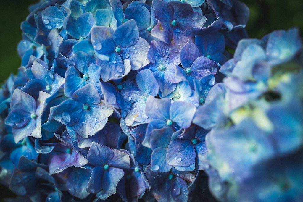 Blue hydrangea