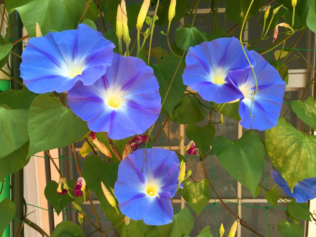 Blue morning glory