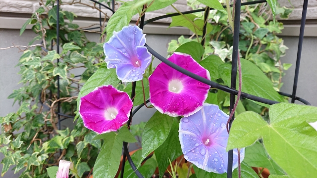 Blue and violet morning glory