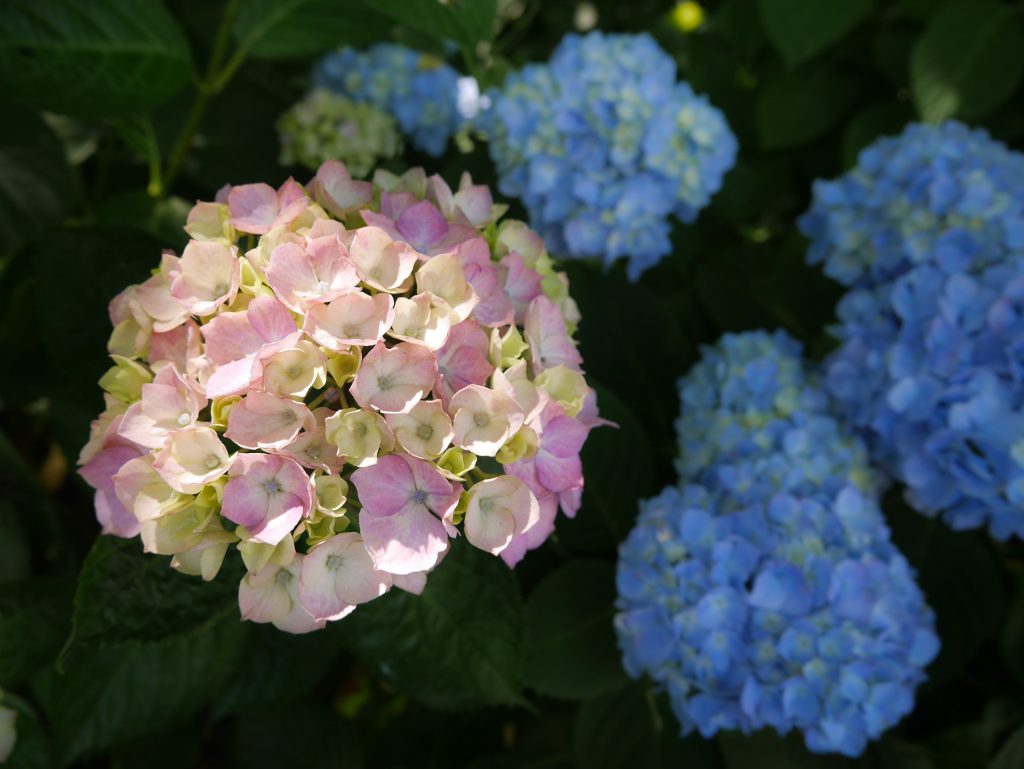 Pink and blue hydrangea