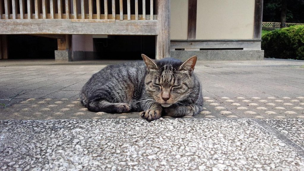 Cat sleeping on Braille blocks