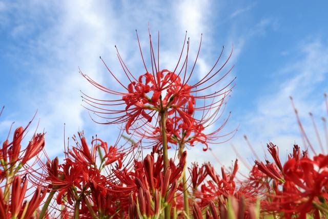 A red spider lily