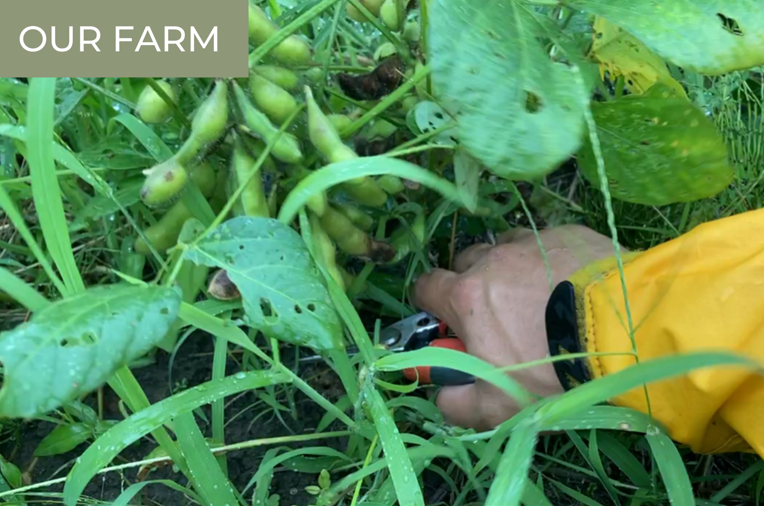 Harvesting Edamame at Higa Farm Kokoro Media