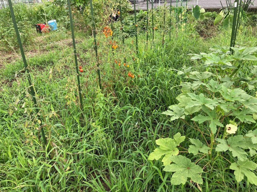 Parcel full of high grass and tomatoes