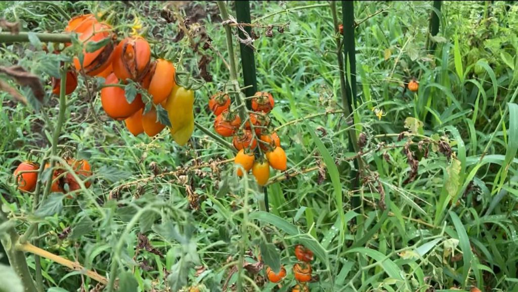 Withered tomatoes