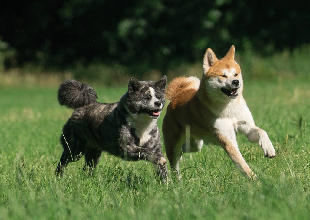 Akita dogs running in the fields