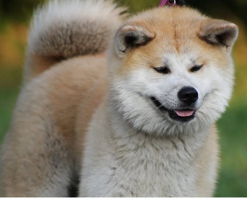 Fluffy Akita Dog Picture
