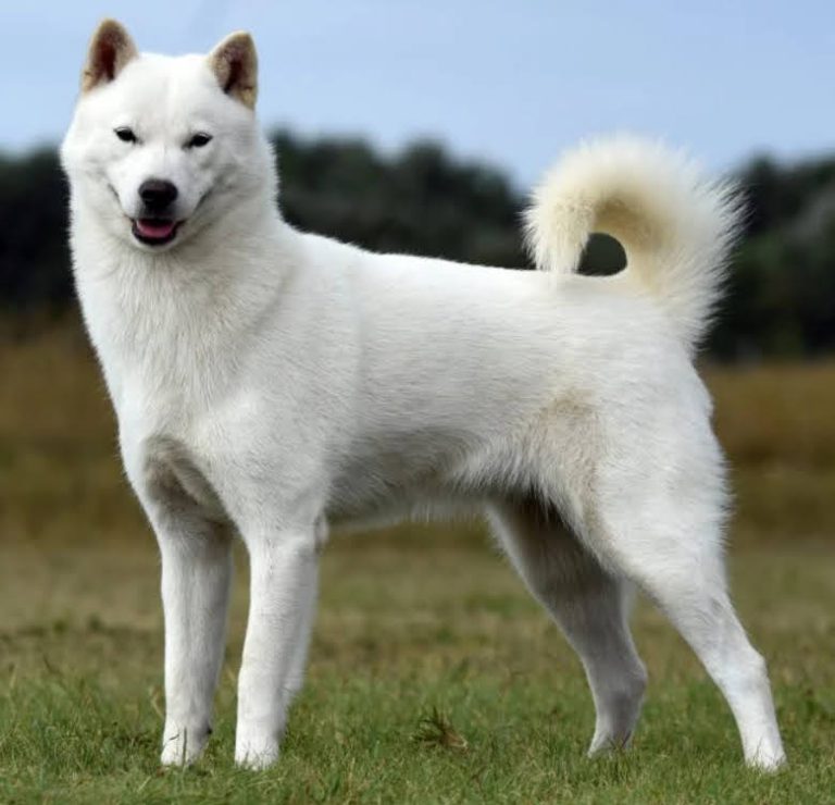 6 Japanese Dog Breeds That Are Natural Monuments of Japan - Kokoro Media