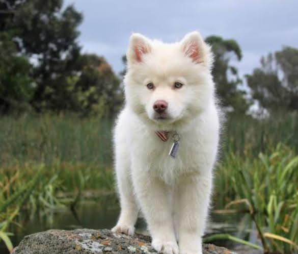 A Kishu Puppy