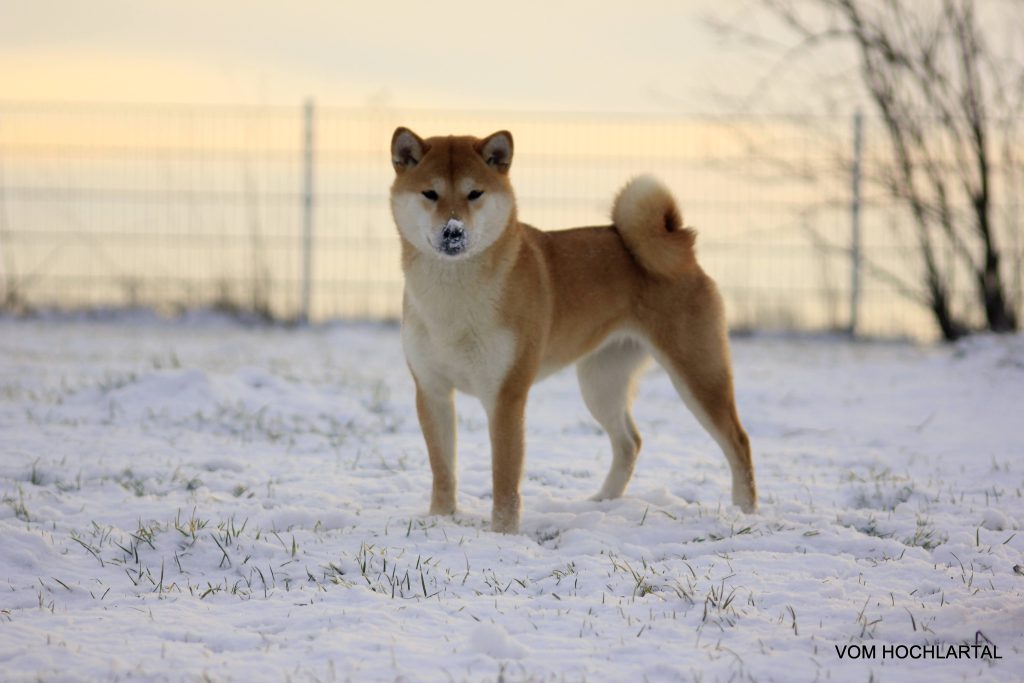 Shiba dog in the snow