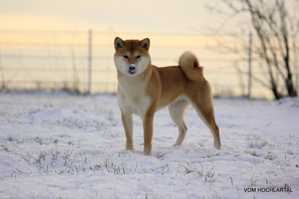 6 Japanese Dog Breeds That Are Natural Monuments Of Japan Kokoro Media