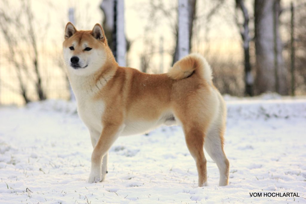 A Shiba dog in the snow