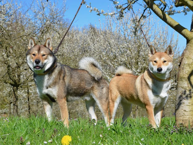 Shikoku Dogs under tree blossoms