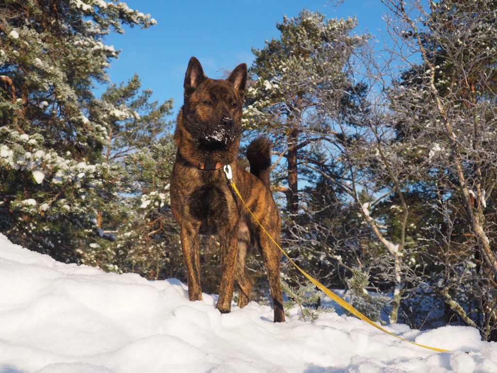 A Kai dog in the snow